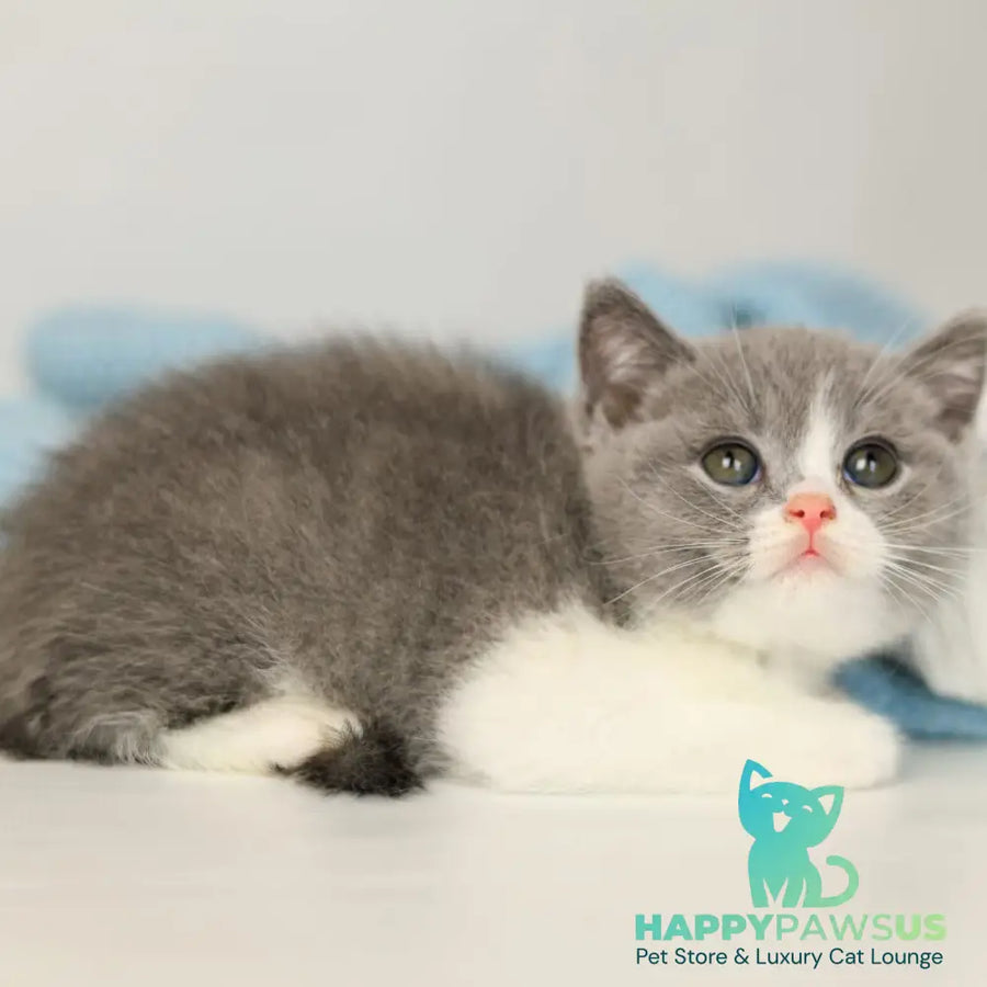 Paula British Shorthair female blue bicolour - live animals