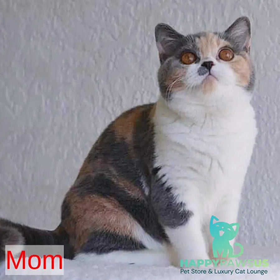 Paula British Shorthair female blue bicolour - live animals
