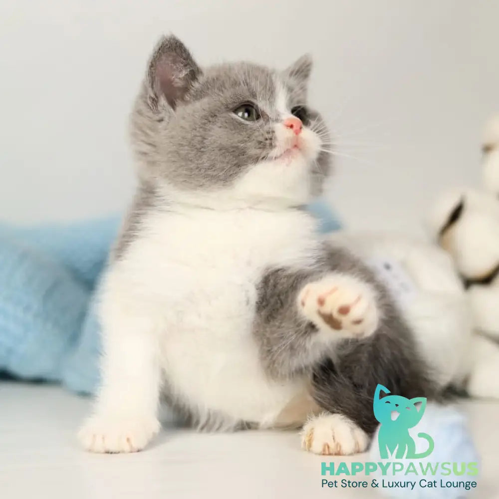 Paula British Shorthair female blue bicolour - live animals