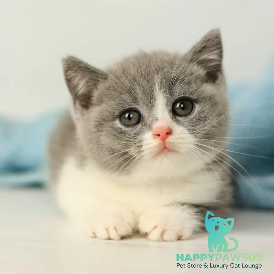 Paula British Shorthair female blue bicolour - live animals