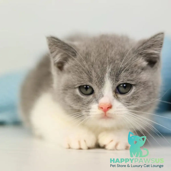 Paula British Shorthair female blue bicolour - live animals