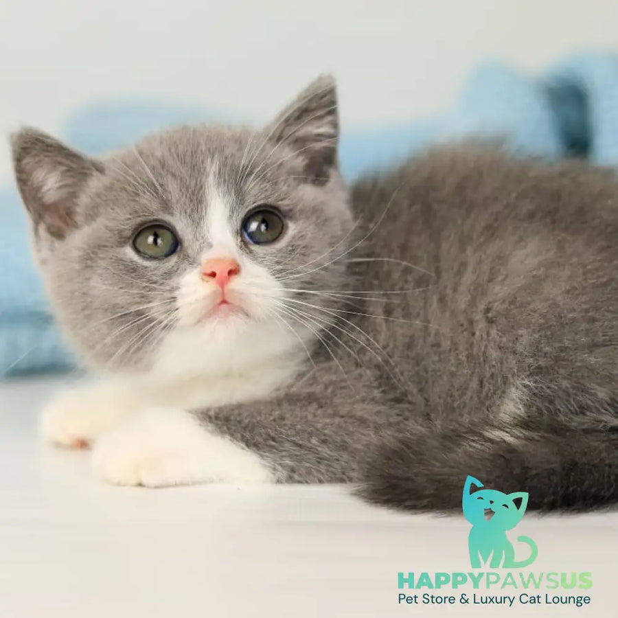 Paula British Shorthair female blue bicolour - live animals