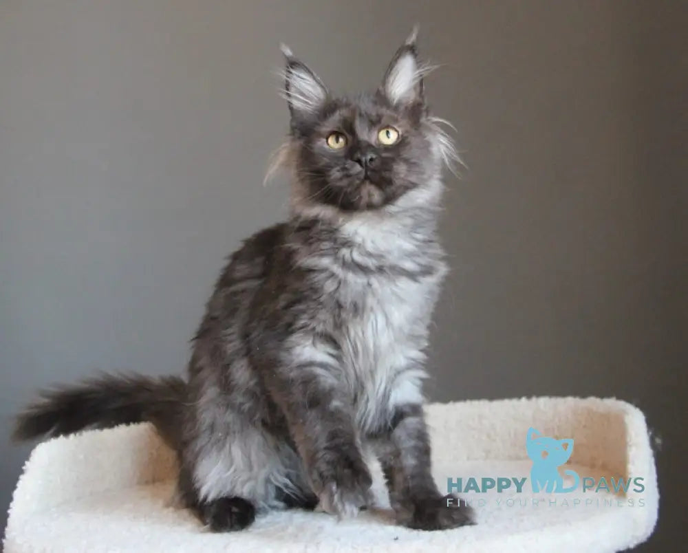 Paula Maine Coon female black smoke live animals