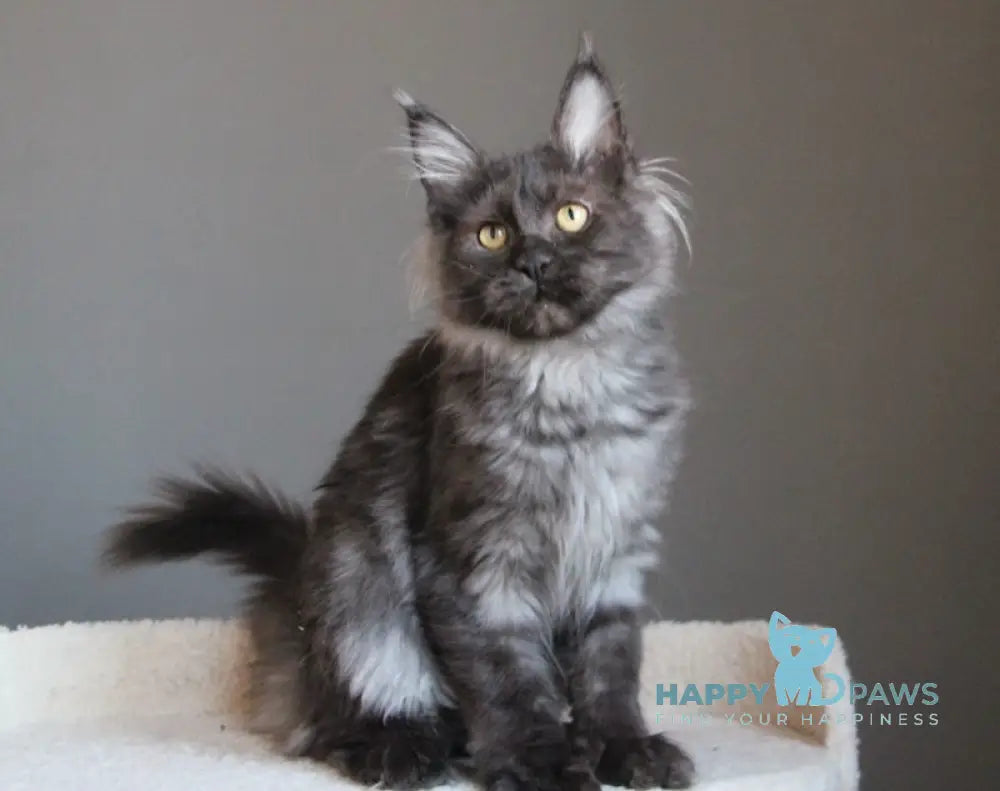 Paula Maine Coon female black smoke live animals