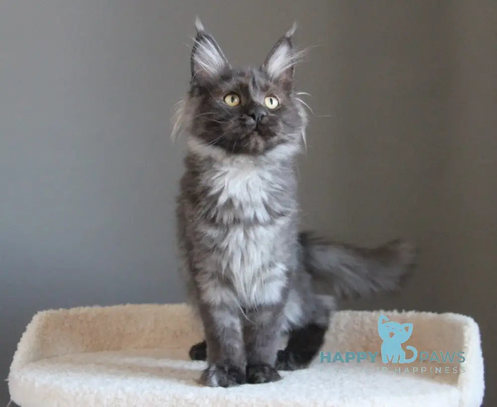 Paula Maine Coon female black smoke live animals