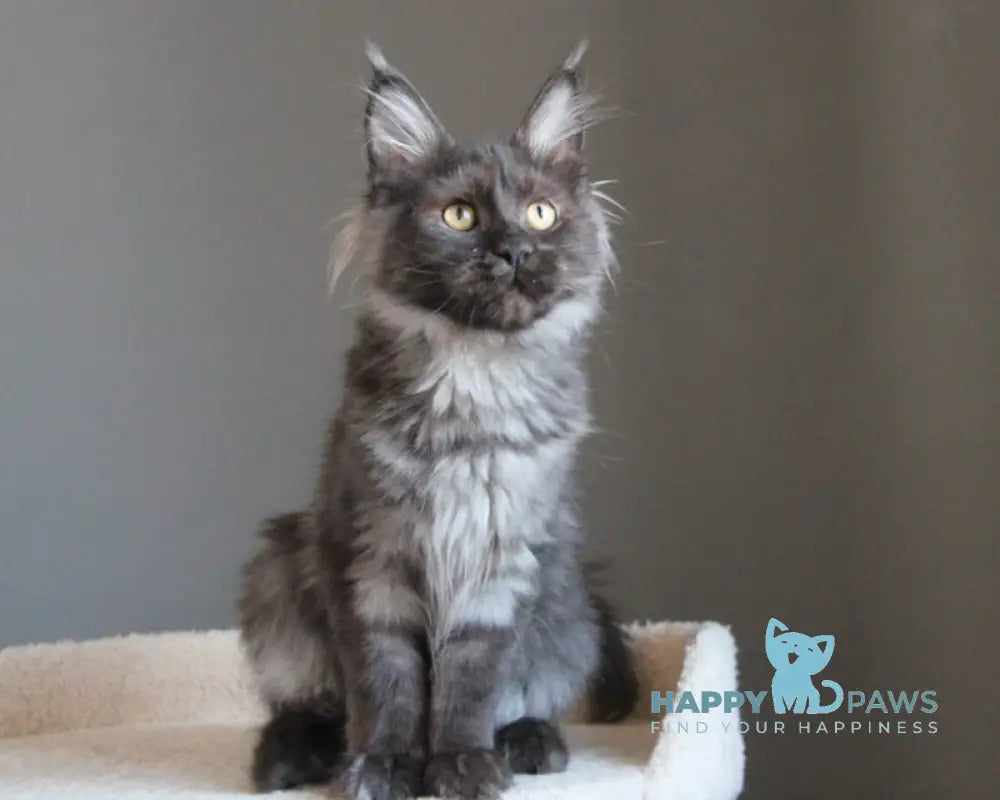 Paula Maine Coon female black smoke live animals