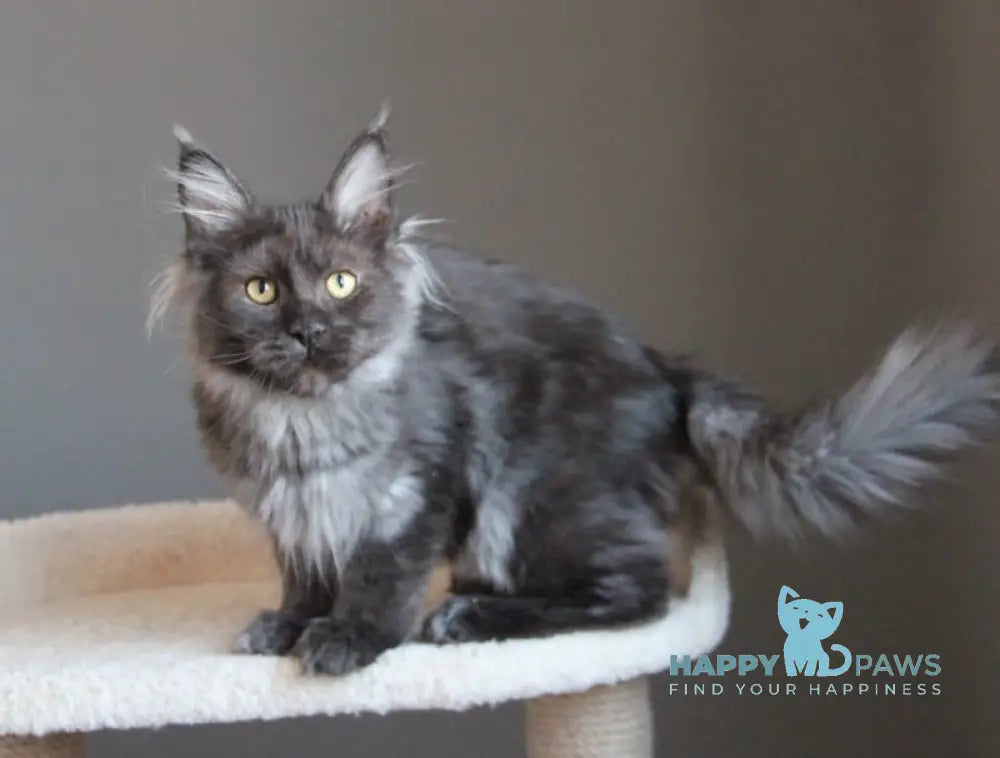 Paula Maine Coon female black smoke live animals