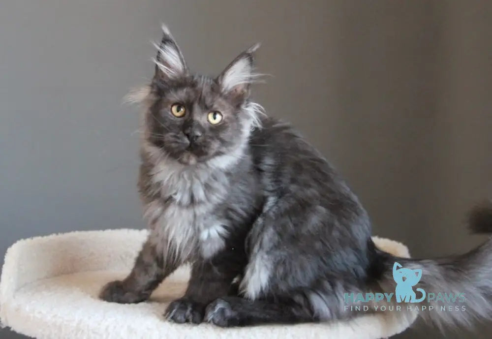 Paula Maine Coon female black smoke live animals
