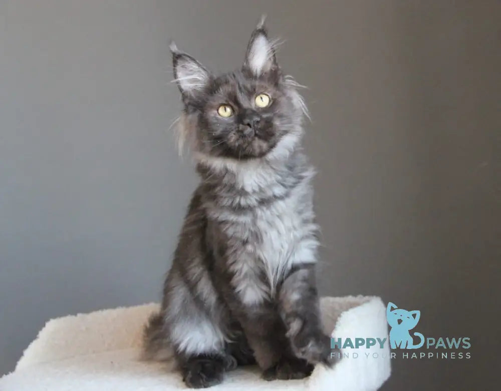 Paula Maine Coon female black smoke live animals
