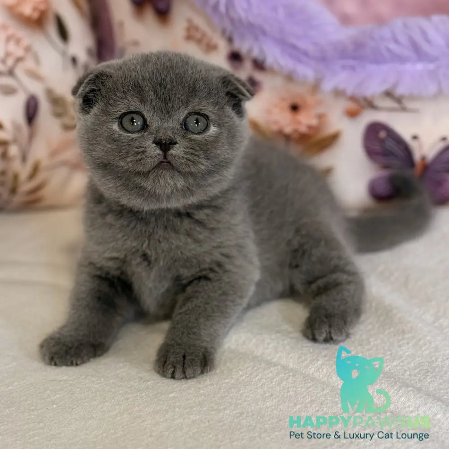 Polinochka Scottish Fold female blue - live animals