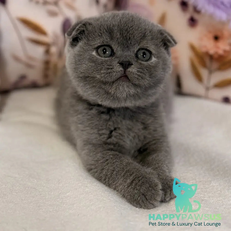 Polinochka Scottish Fold female blue - live animals