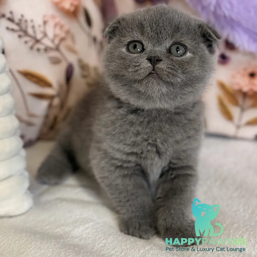 Polinochka Scottish Fold female blue - live animals