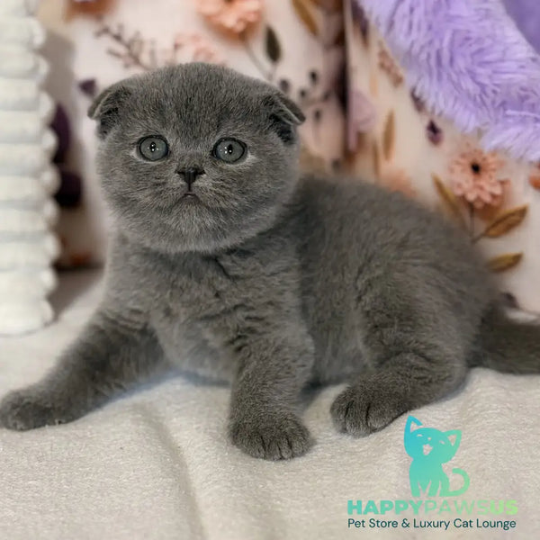 Polinochka Scottish Fold female blue - live animals