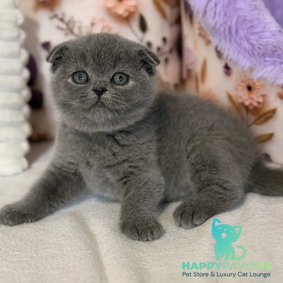 Polinochka Scottish Fold female blue - live animals