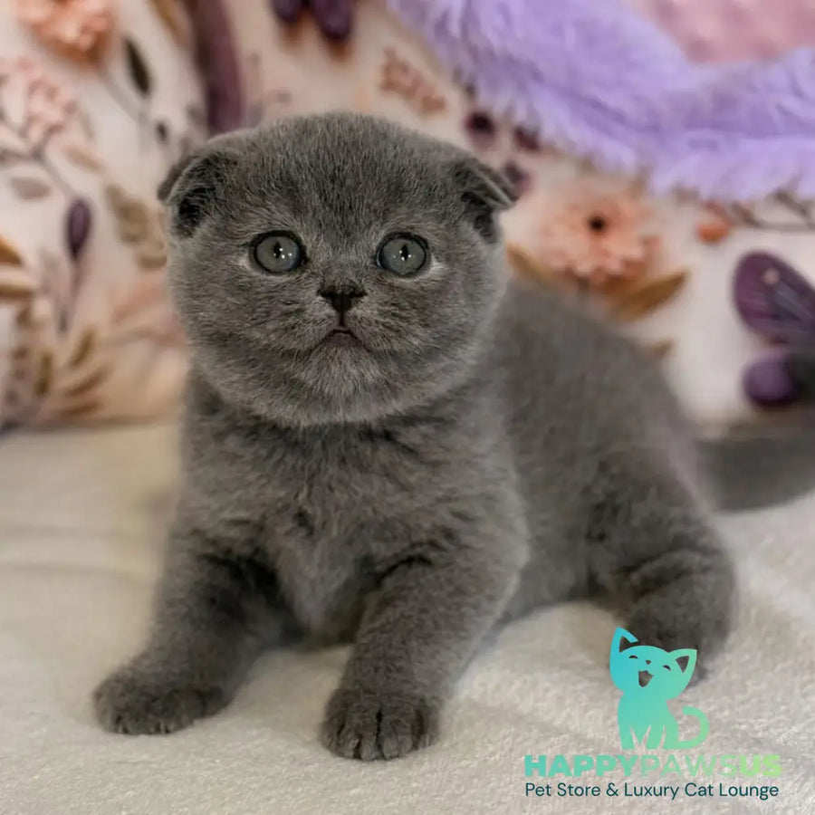Polinochka Scottish Fold female blue - live animals