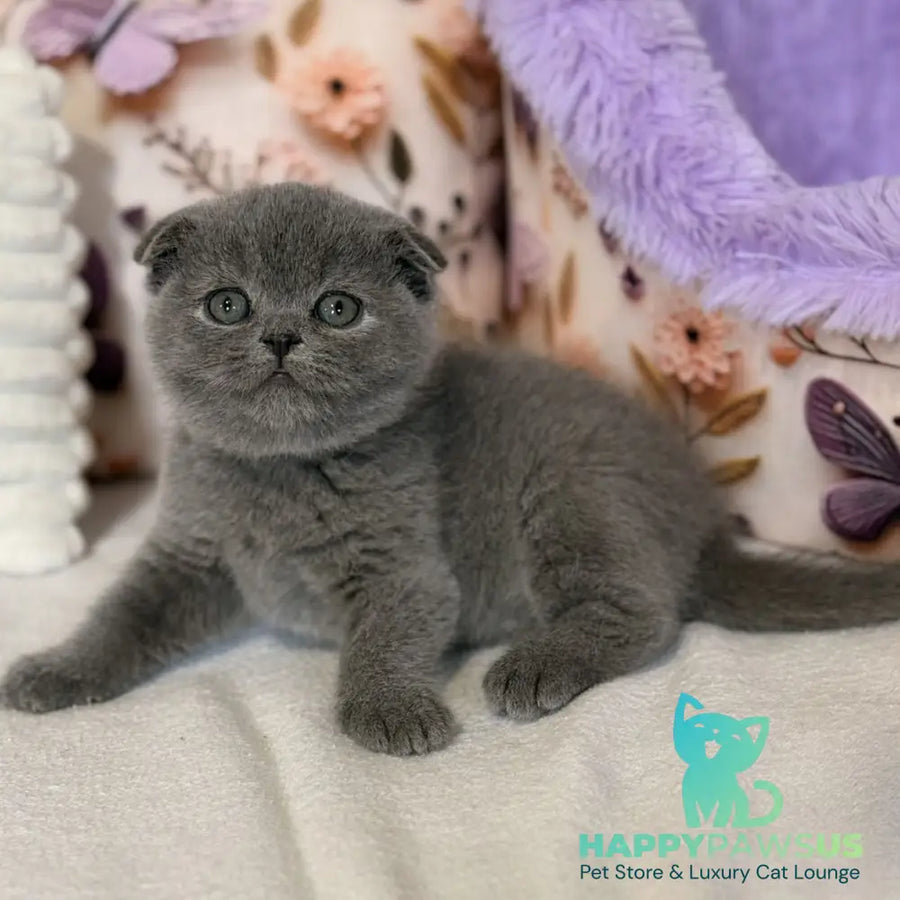 Polinochka Scottish Fold female blue - live animals