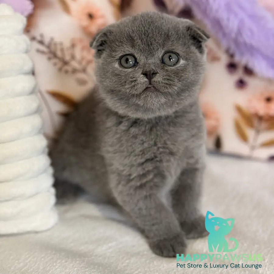 Polinochka Scottish Fold female blue - live animals