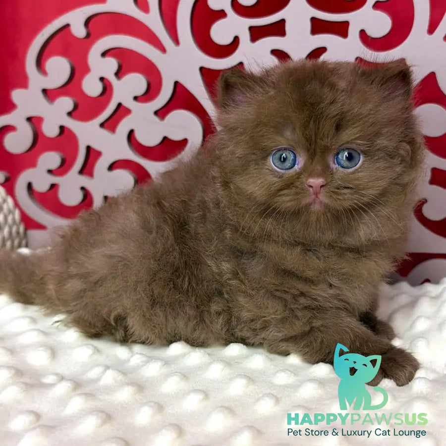 Paulina British Longhair female cinnamon - live animals