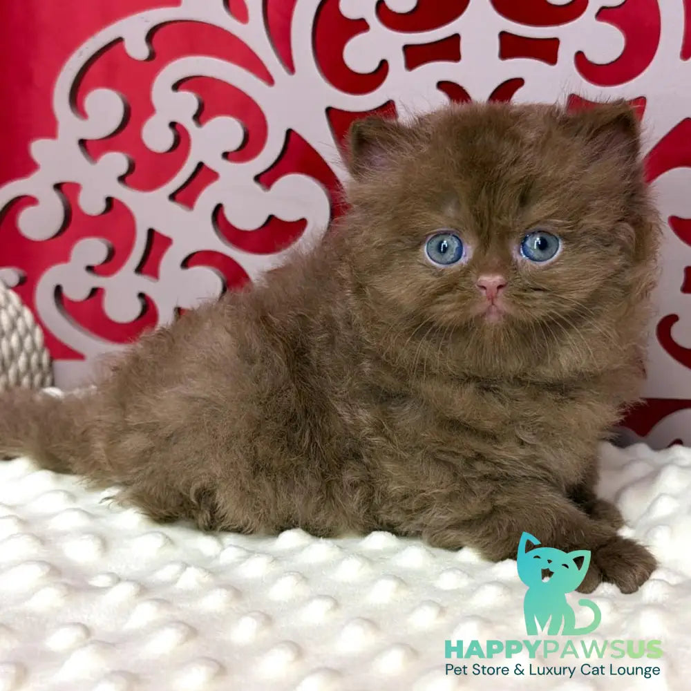 Paulina British Longhair female cinnamon - live animals