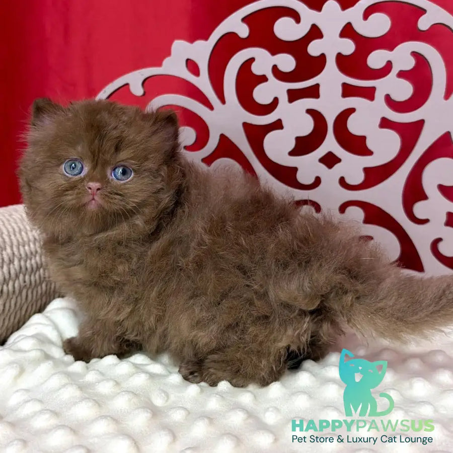 Paulina British Longhair female cinnamon - live animals