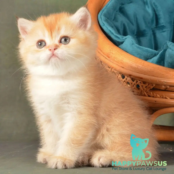 Paulina British Shorthair female chocolate golden shaded - live animals
