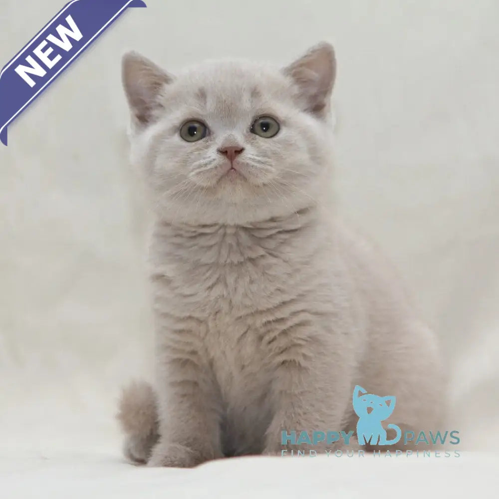 Paulina British Shorthair female fawn live animals
