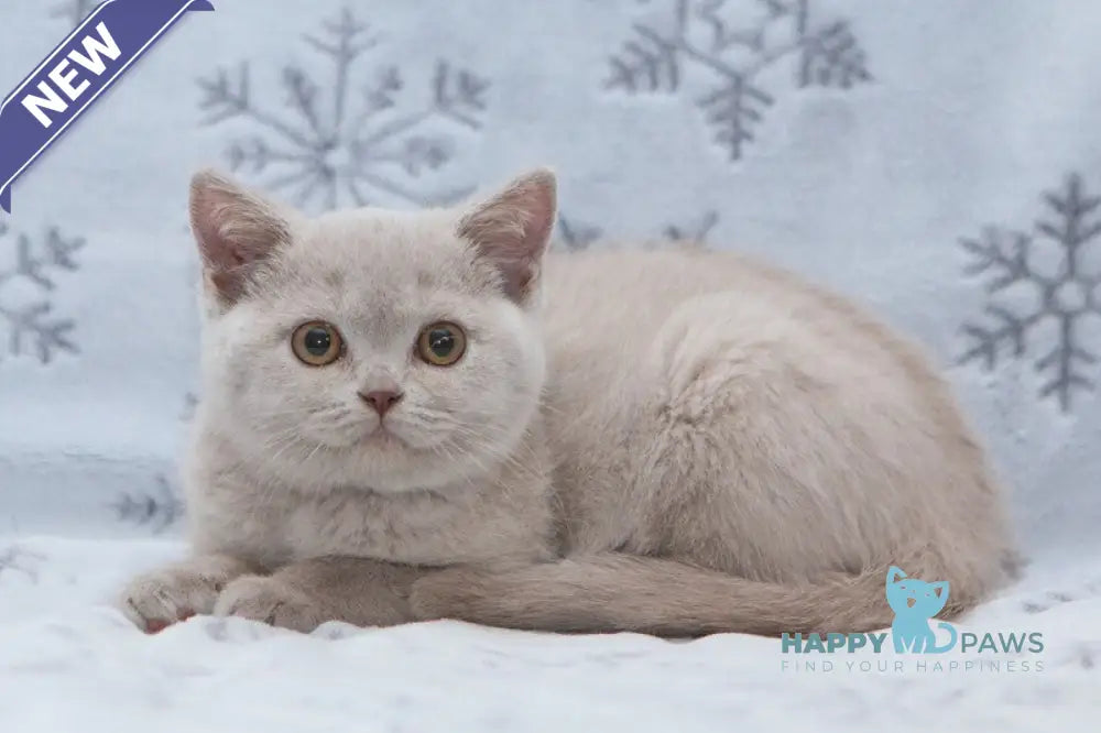 Paulina British Shorthair female fawn live animals