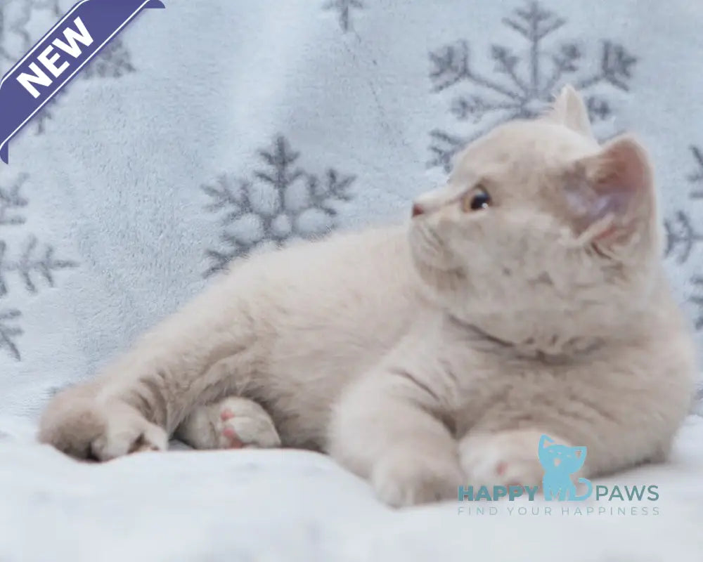 Paulina British Shorthair female fawn live animals