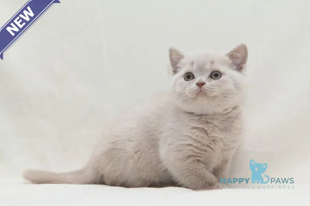 Paulina British Shorthair female fawn live animals