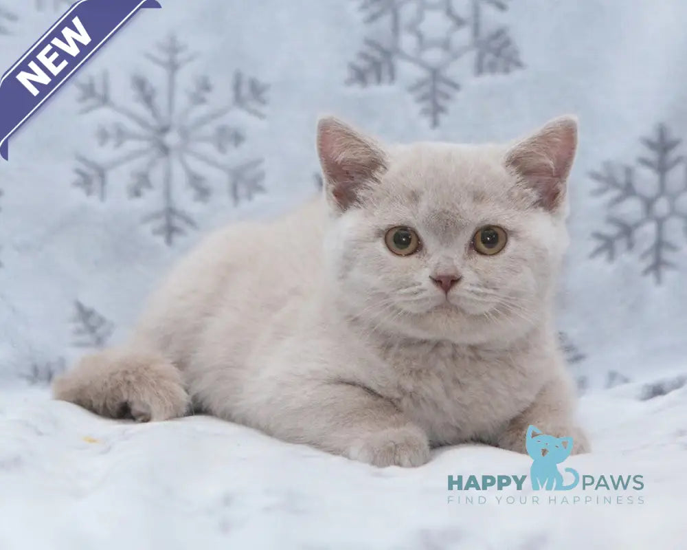 Paulina British Shorthair female fawn live animals