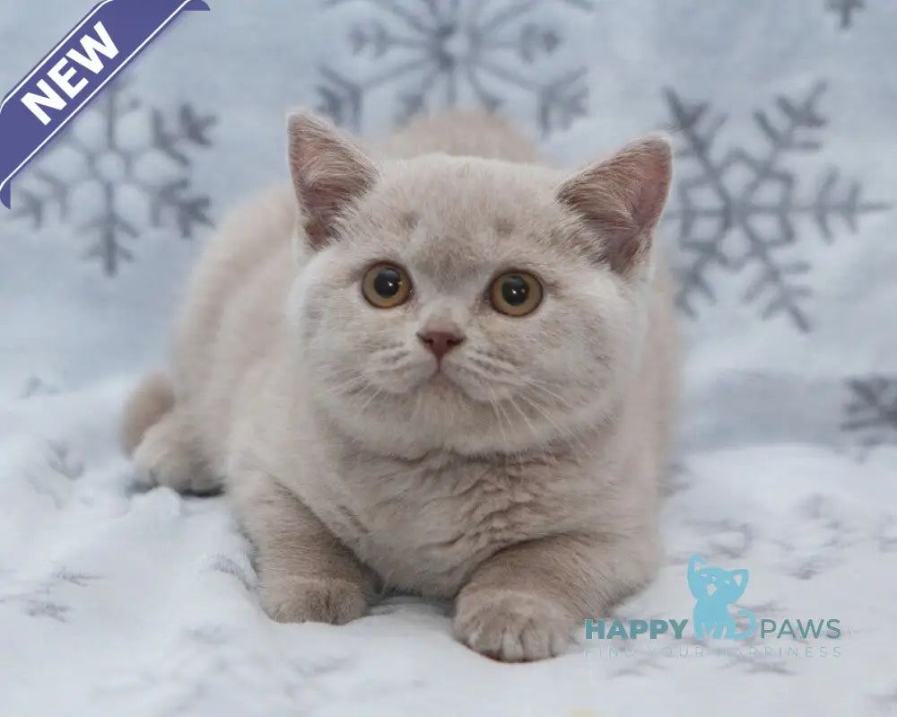 Paulina British Shorthair female fawn live animals