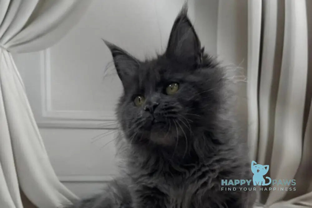 Paulina Maine Coon female blue silver live animals