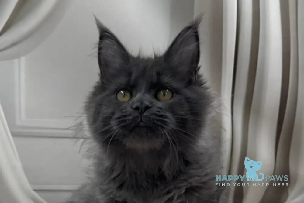 Paulina Maine Coon female blue silver live animals