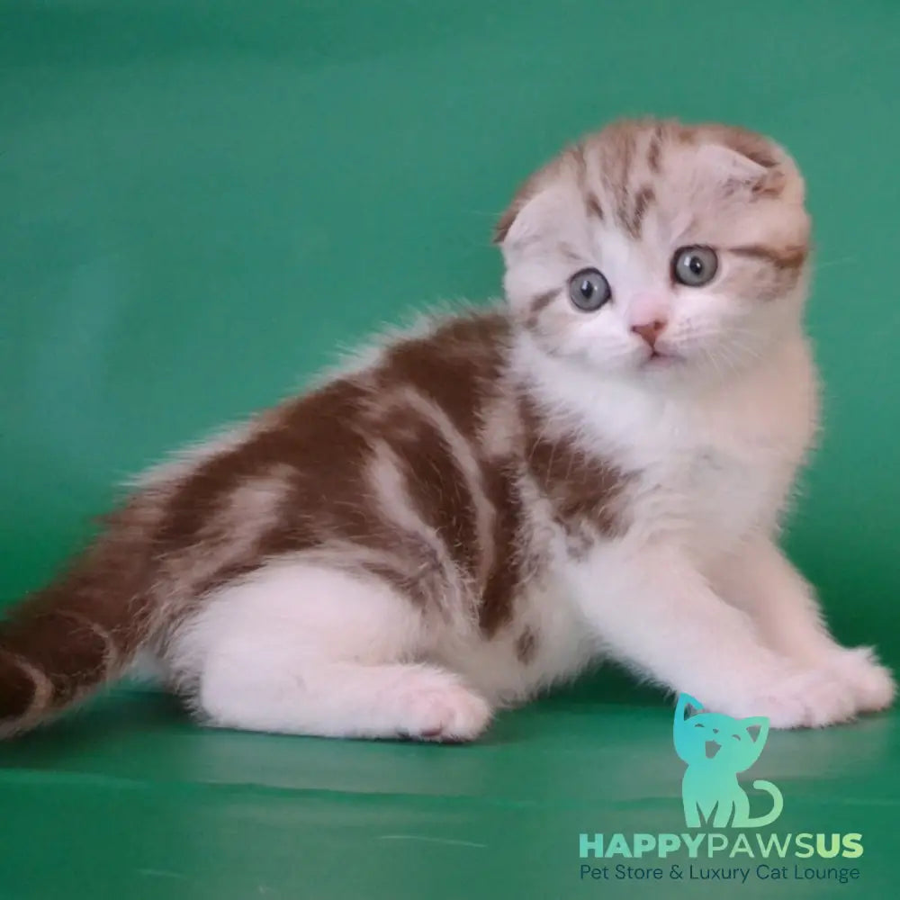 Paulina Scottish Fold female chocolate silver tabby bicolour - live animals