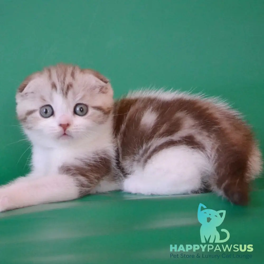 Paulina Scottish Fold female chocolate silver tabby bicolour - live animals