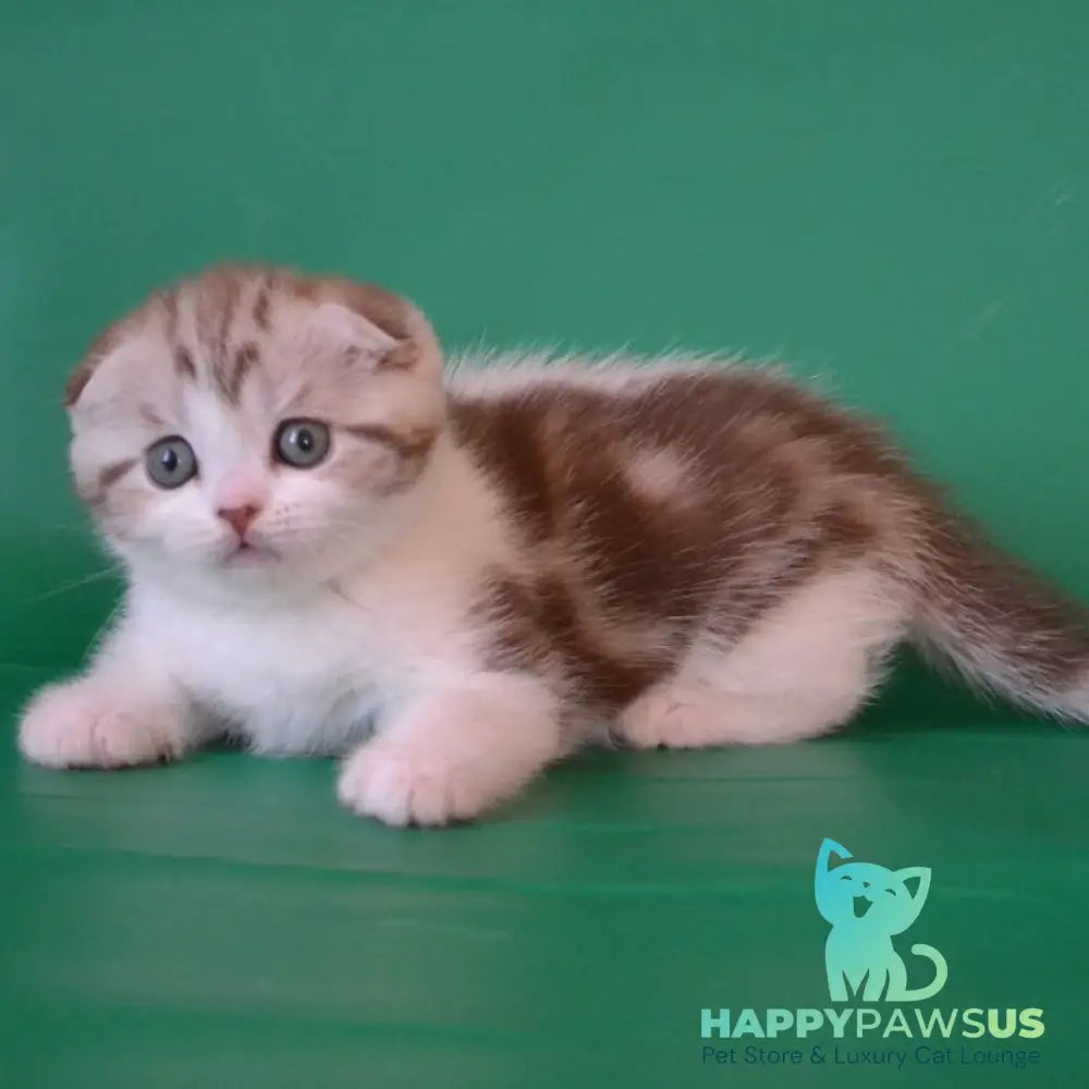 Paulina Scottish Fold female chocolate silver tabby bicolour - live animals
