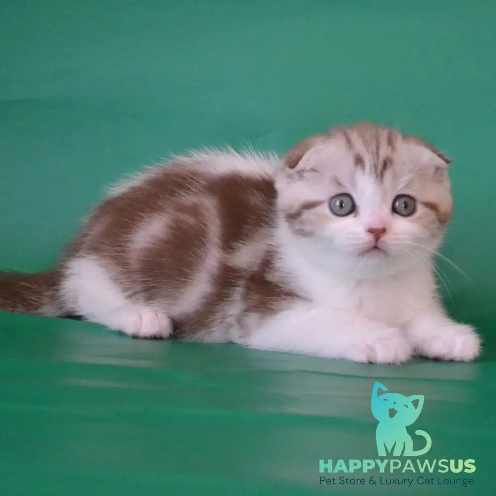Paulina Scottish Fold female chocolate silver tabby bicolour - live animals