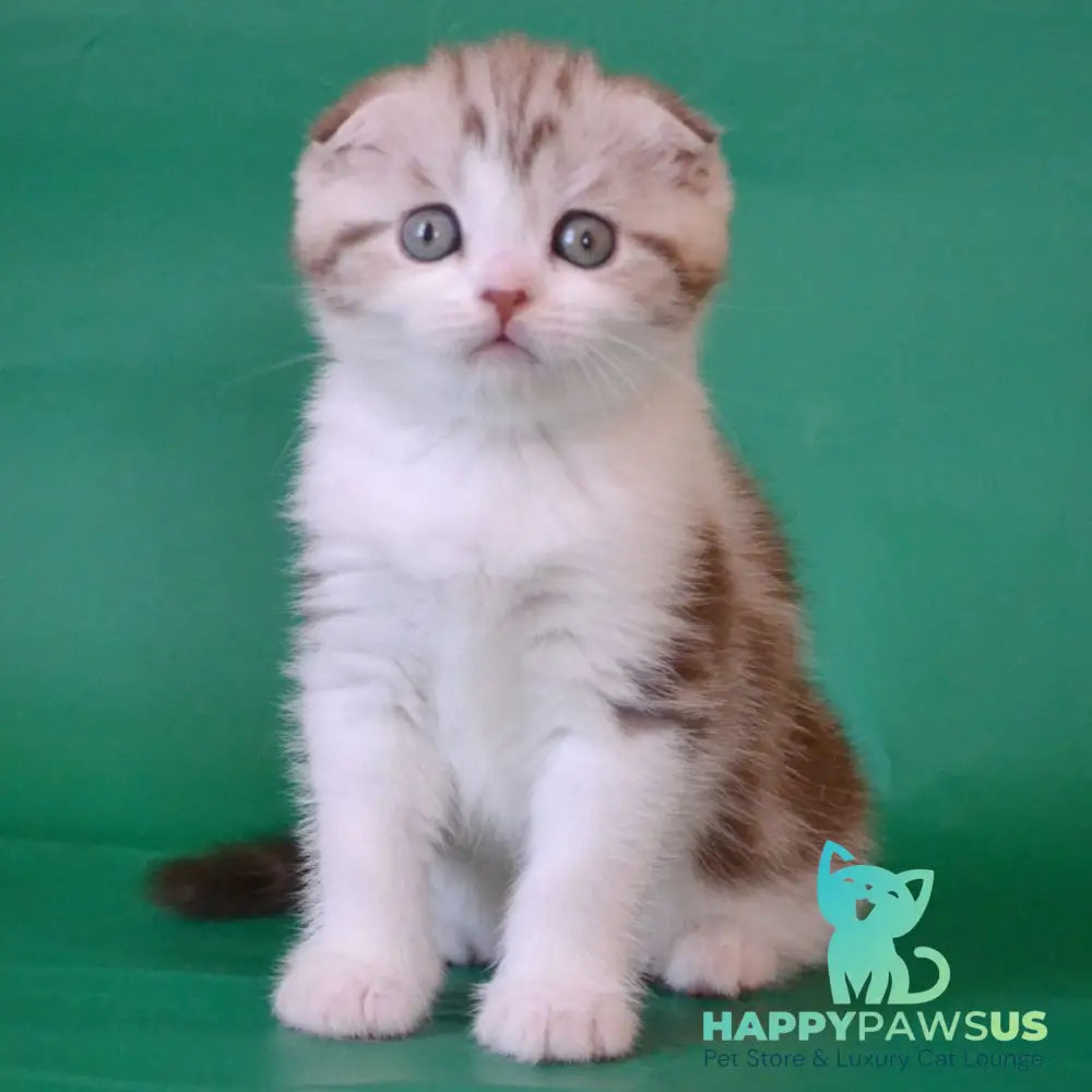 Paulina Scottish Fold female chocolate silver tabby bicolour - live animals
