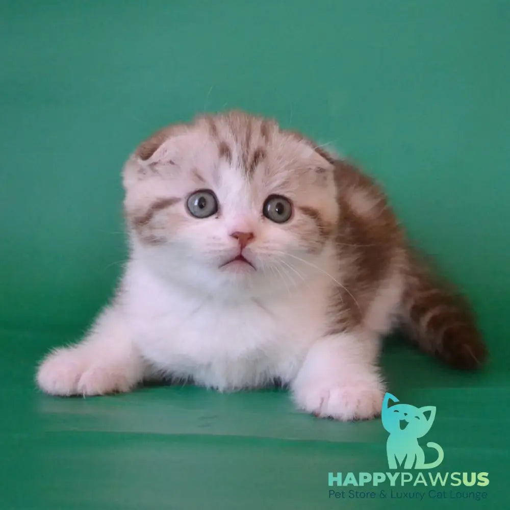 Paulina Scottish Fold female chocolate silver tabby bicolour - live animals