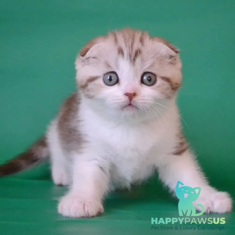 Paulina Scottish Fold female chocolate silver tabby bicolour - live animals
