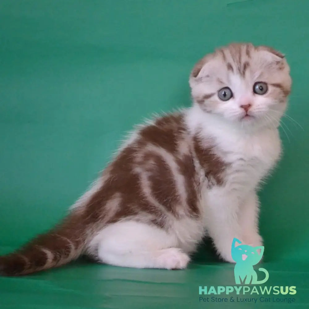 Paulina Scottish Fold female chocolate silver tabby bicolour - live animals