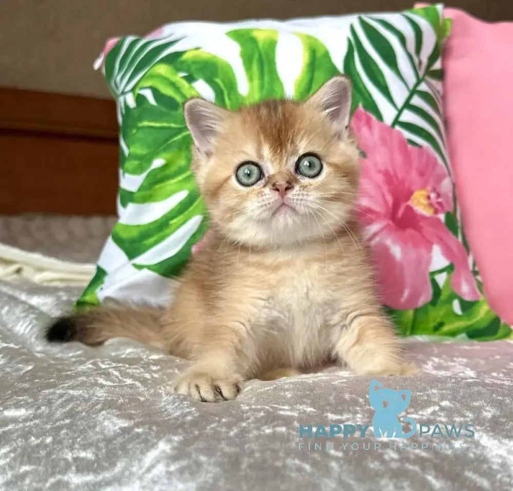 Paulina Scottish Straight female black golden shaded live animals