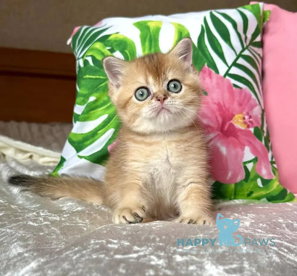 Paulina Scottish Straight female black golden shaded live animals