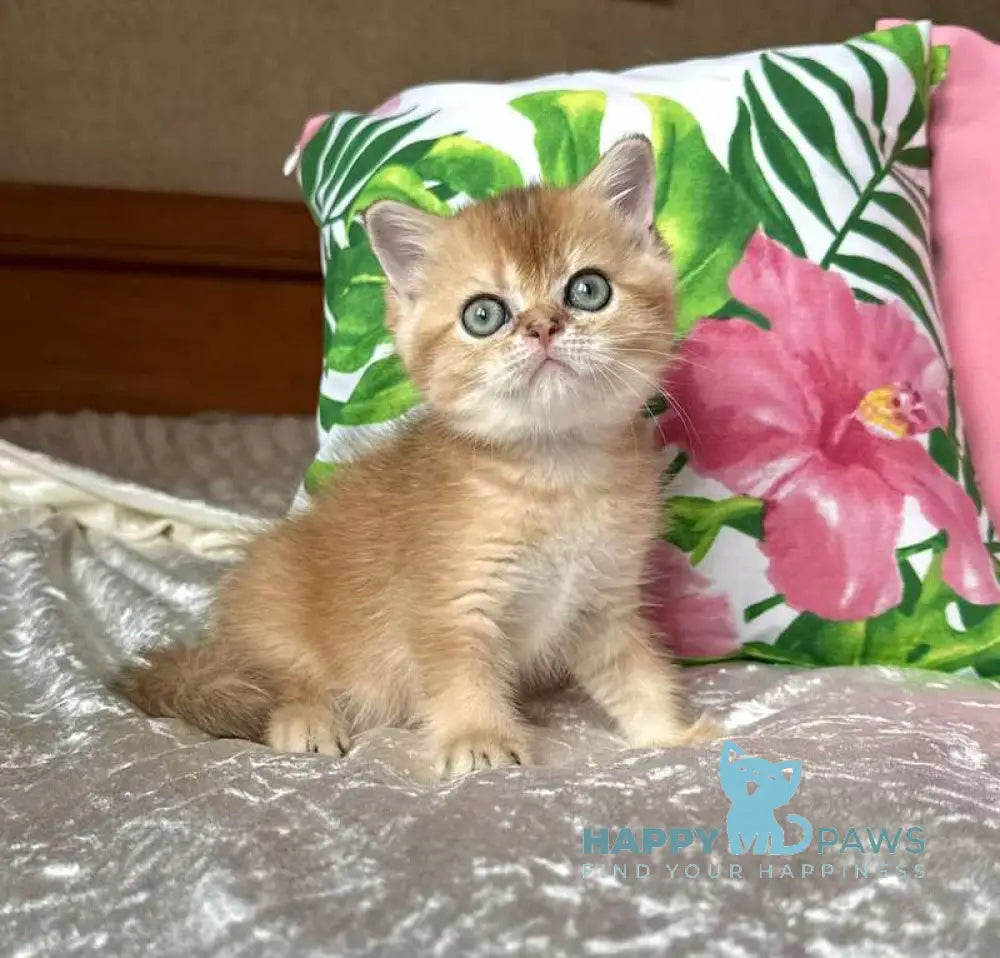 Paulina Scottish Straight female black golden shaded live animals