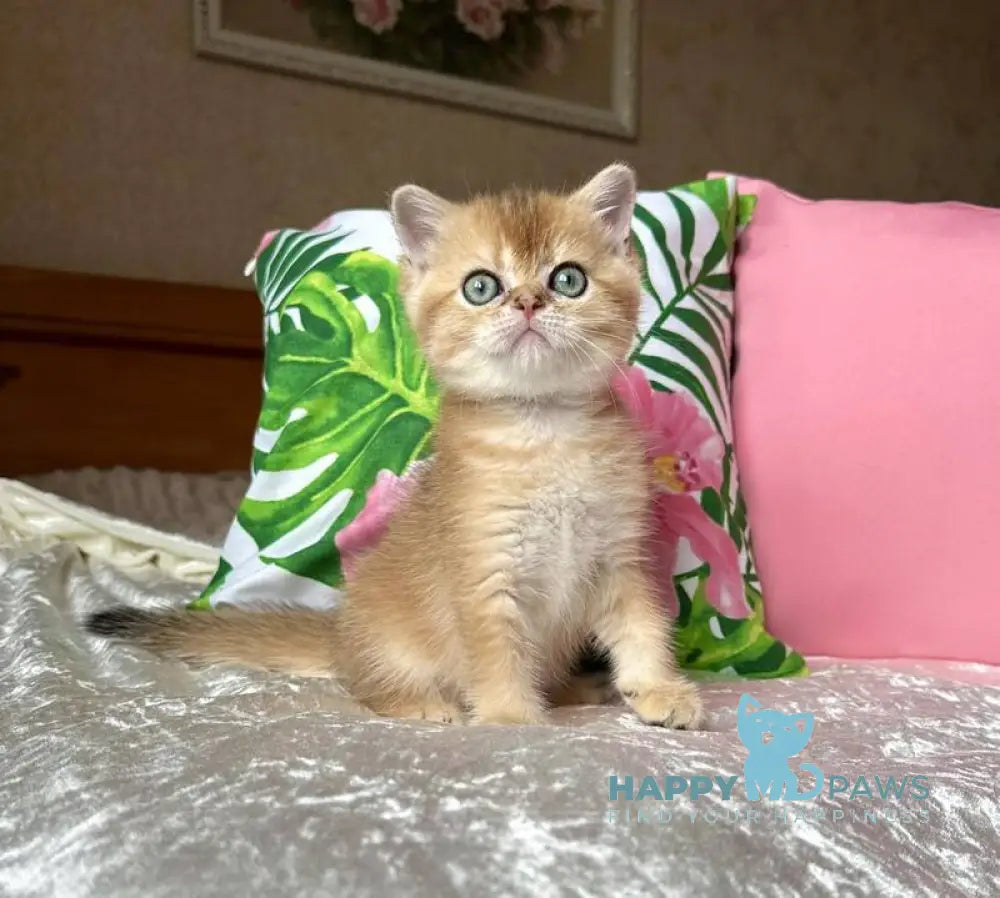 Paulina Scottish Straight female black golden shaded live animals