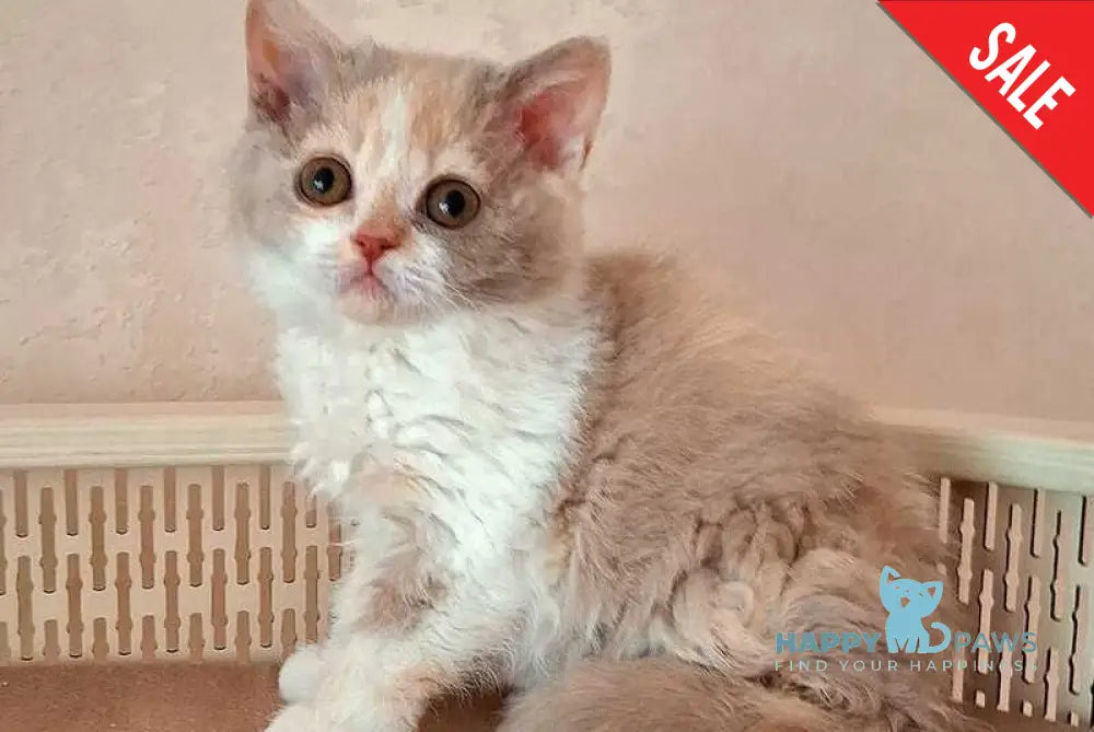 Paulina Selkirk Rex female fawn tortie bicolour - live animals