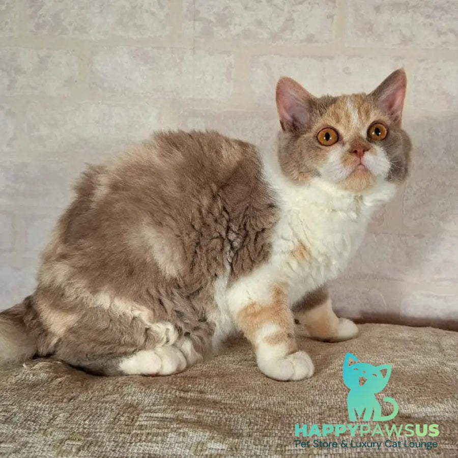Paulina Selkirk Rex female fawn tortie bicolour - live animals