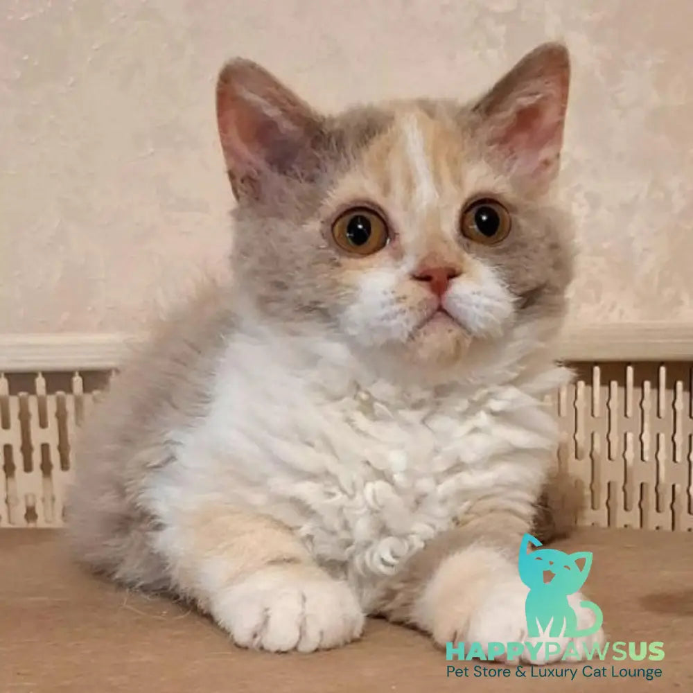Paulina Selkirk Rex female fawn tortie bicolour - live animals