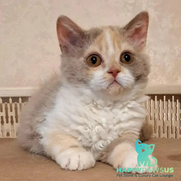 Paulina Selkirk Rex female fawn tortie bicolour - live animals