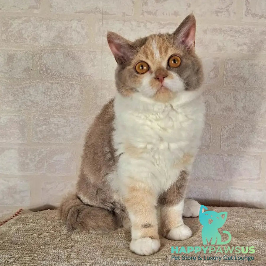 Paulina Selkirk Rex female fawn tortie bicolour - live animals
